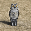 360° Rotating Owl Bird Deterrent with Sound – Outdoor Predator Decoy